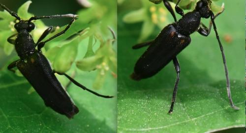 Réf. 283 749 : Anoplodera sexguttata